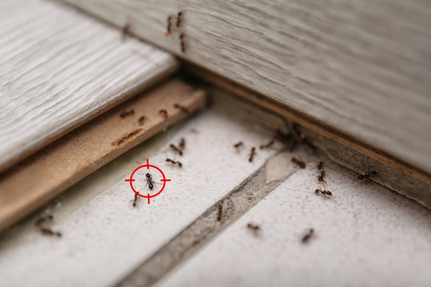 Best Affordable Exterminators  in Irvine, CA