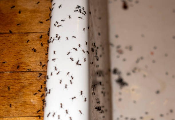 Best Pest Inspection Near Me  in Irvine, CA