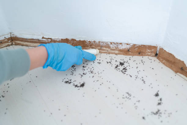 Best Termite Control Services  in Irvine, CA